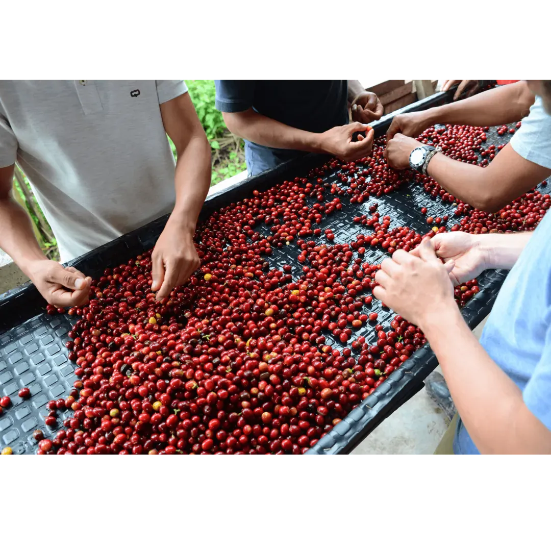 Coffee processing on Finca Los Nogales