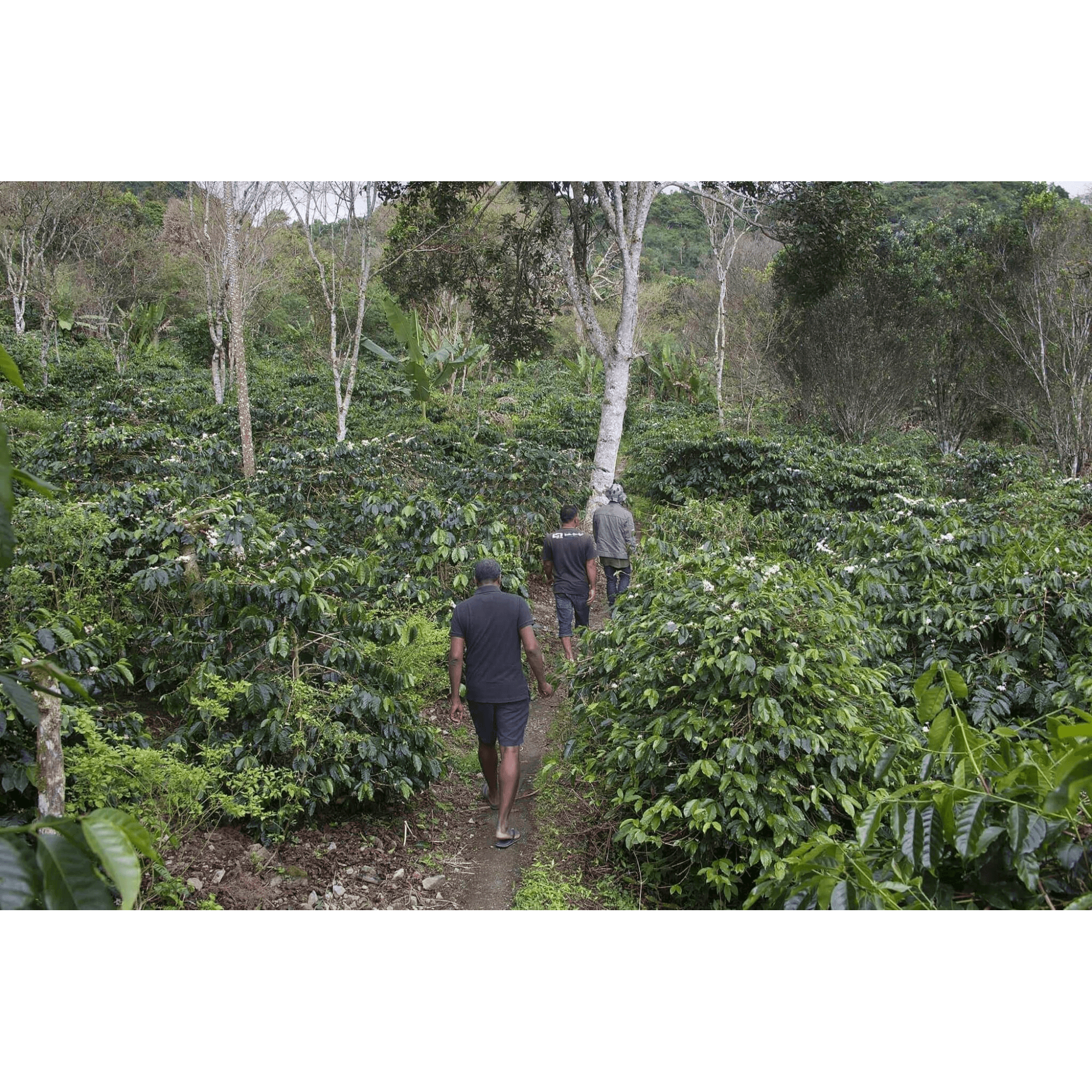 Wih Bersih Village Producing coffee for Orangutan Project Coffee