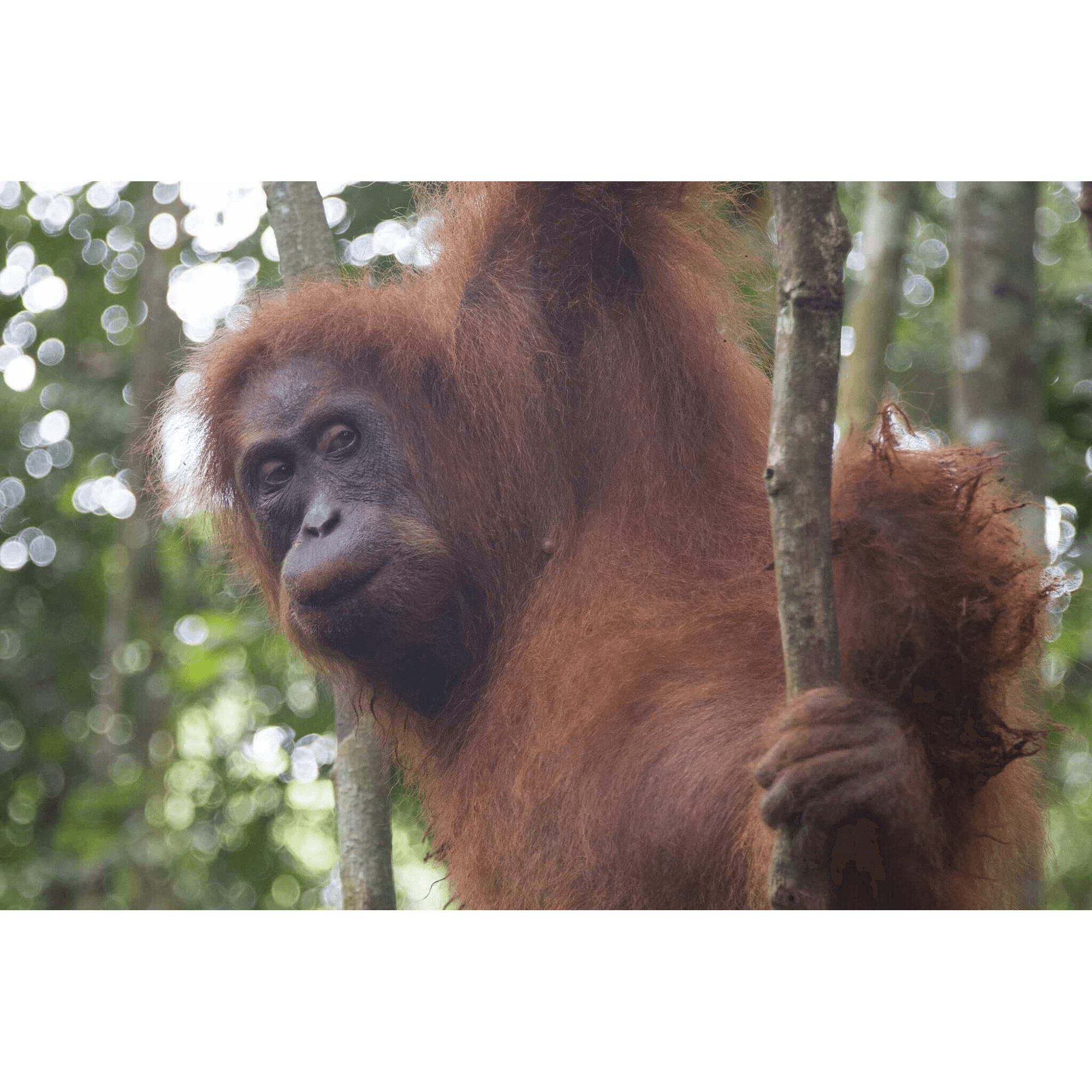 Orangutan  