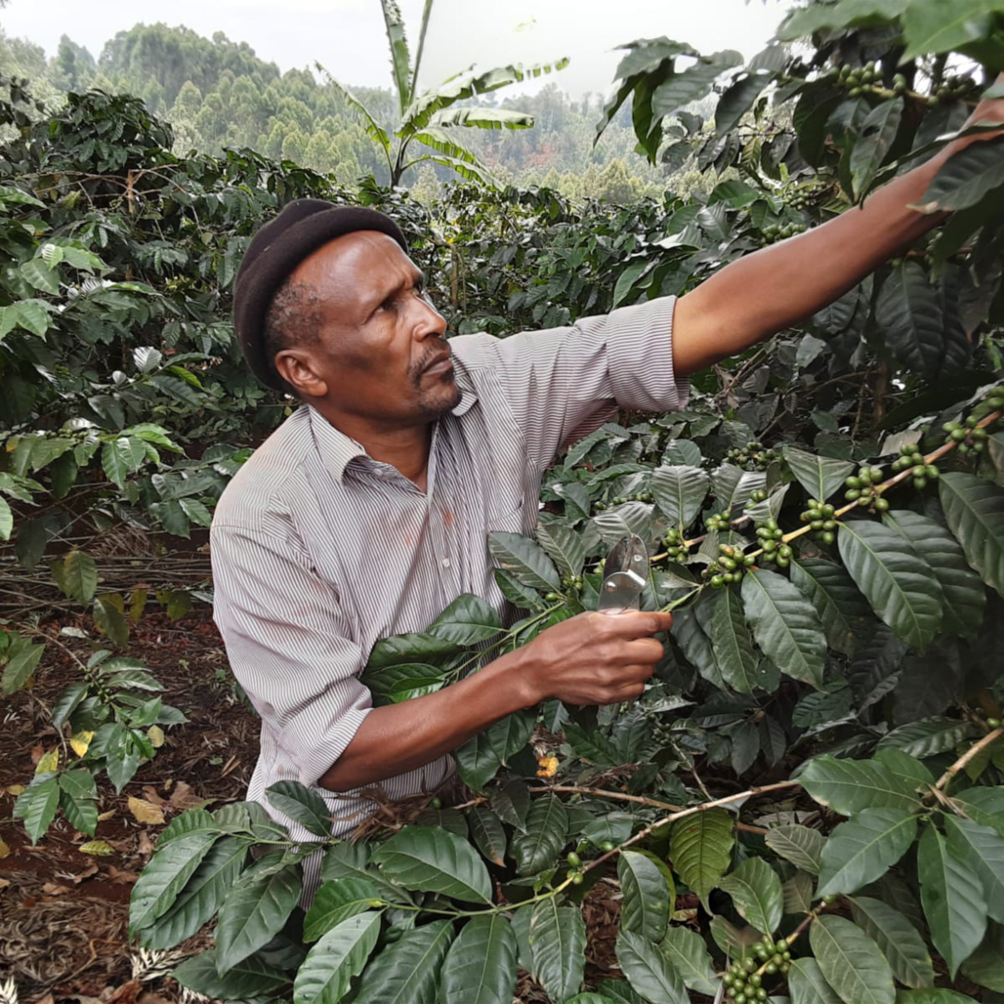 Ciumenene Coffee Farmer