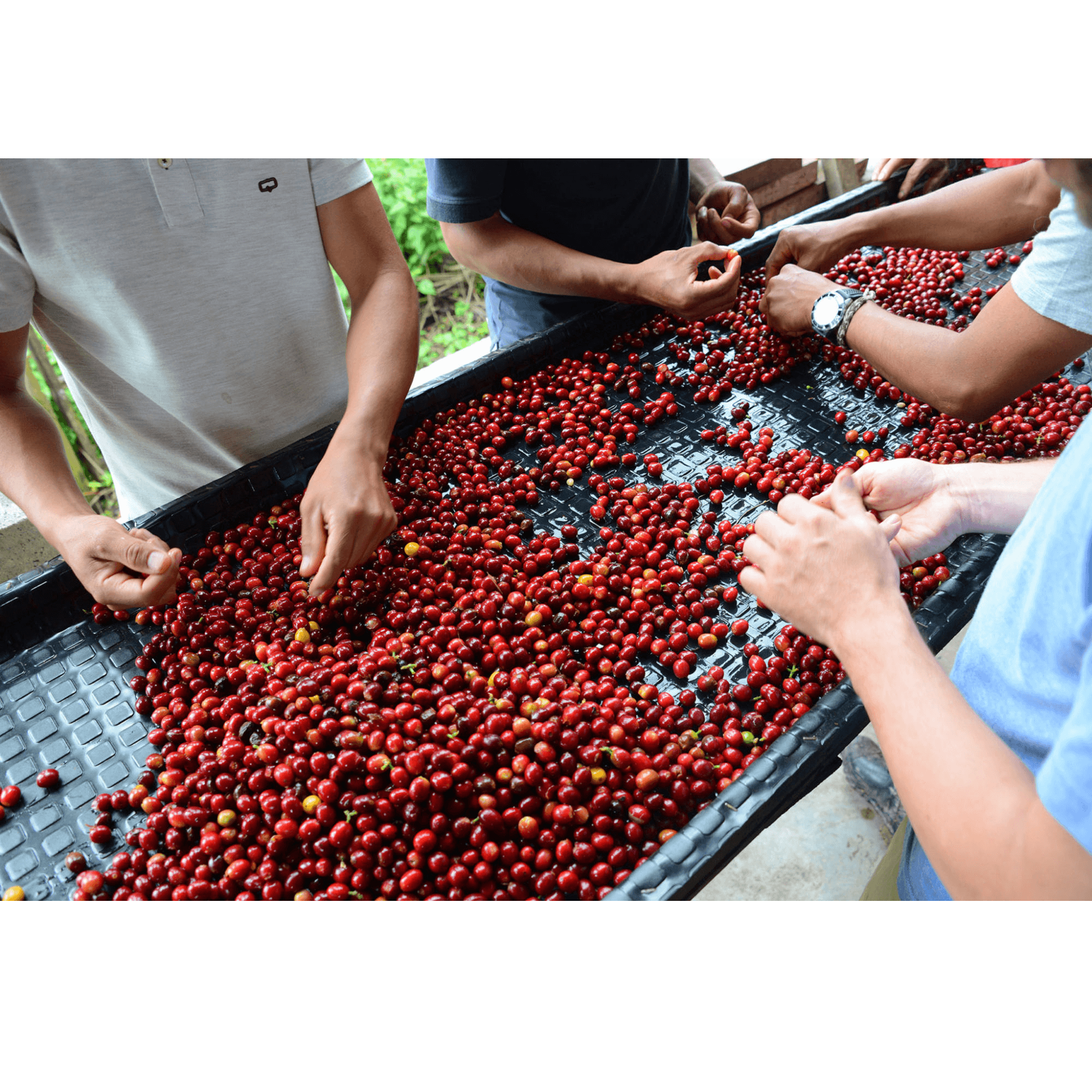 Coffee processing on Finca Los Nogales